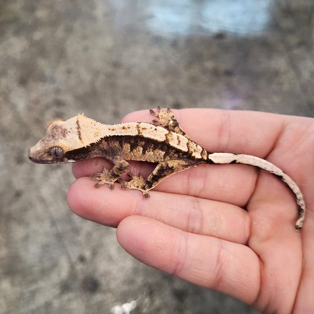 트라이