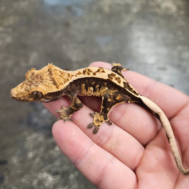텐저린 트라이