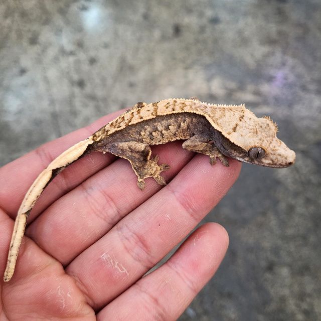 트라이