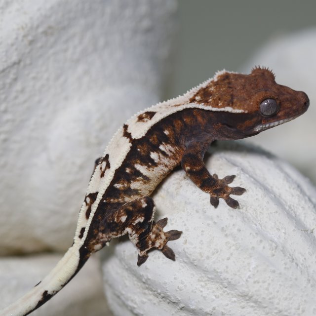 세이블 화이트크라운