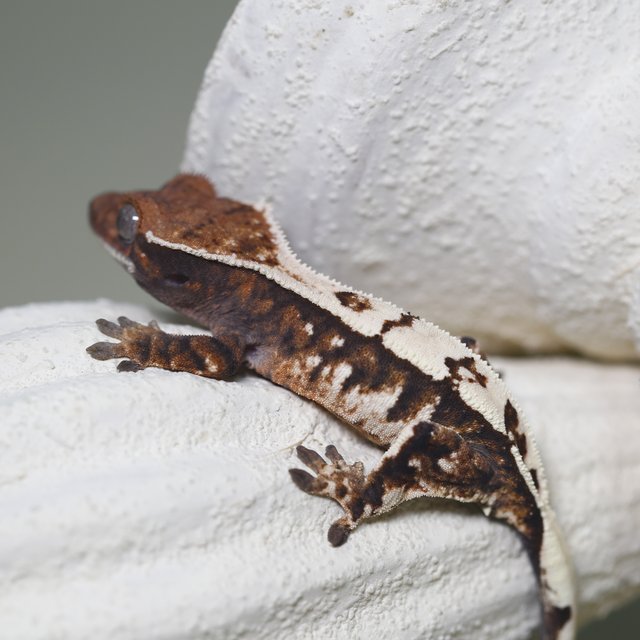 세이블 화이트크라운