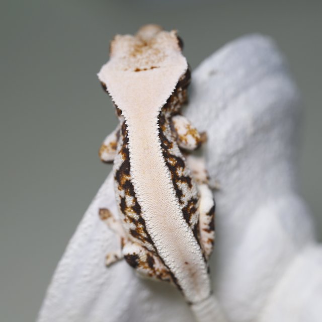 솔리드백 릴리화이트