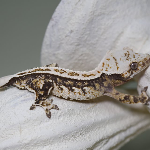 풀핀 쿼드 트라이