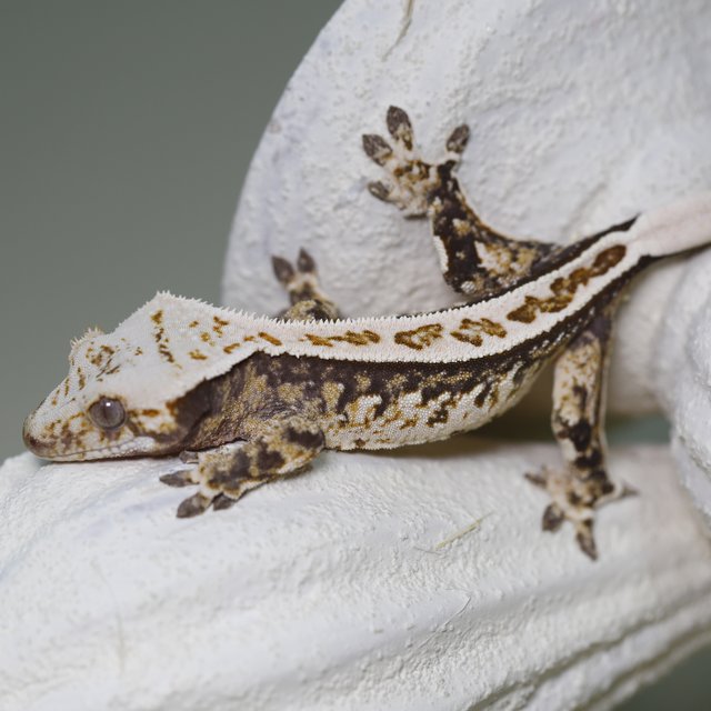 풀핀 쿼드 트라이