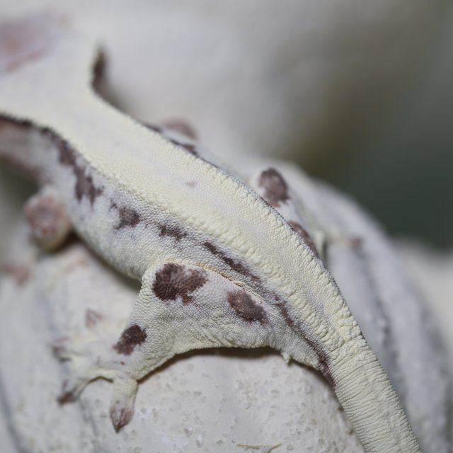 솔리드백 릴리 세이블