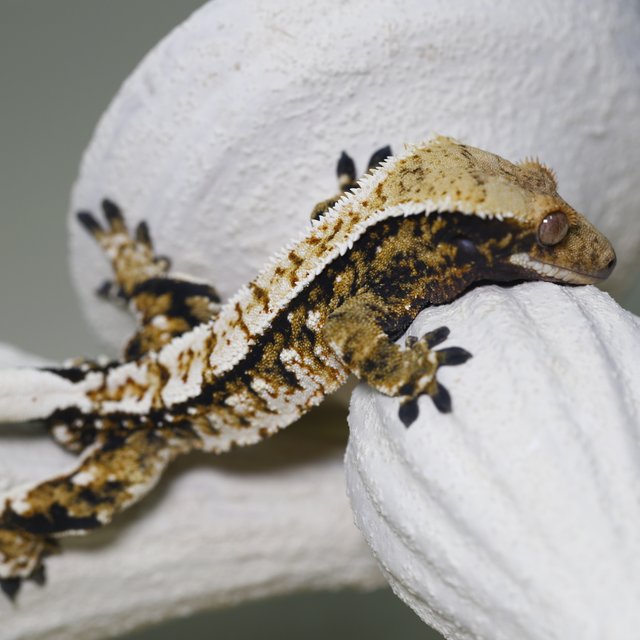 트라이 익스트림할리퀸 화이트크라운