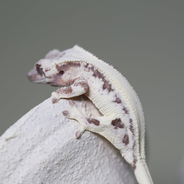 솔리드백 릴리 세이블