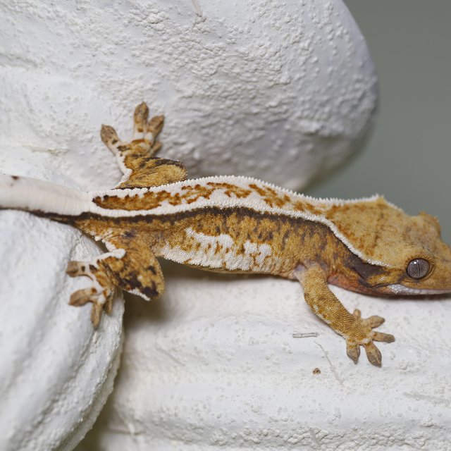 트라이 화이트크라운