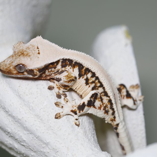 솔리드백 릴리화이트