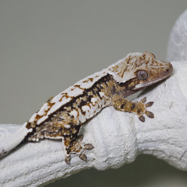 트라이 화이트크라운