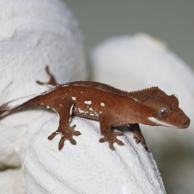 레드 바이 화이트포트홀