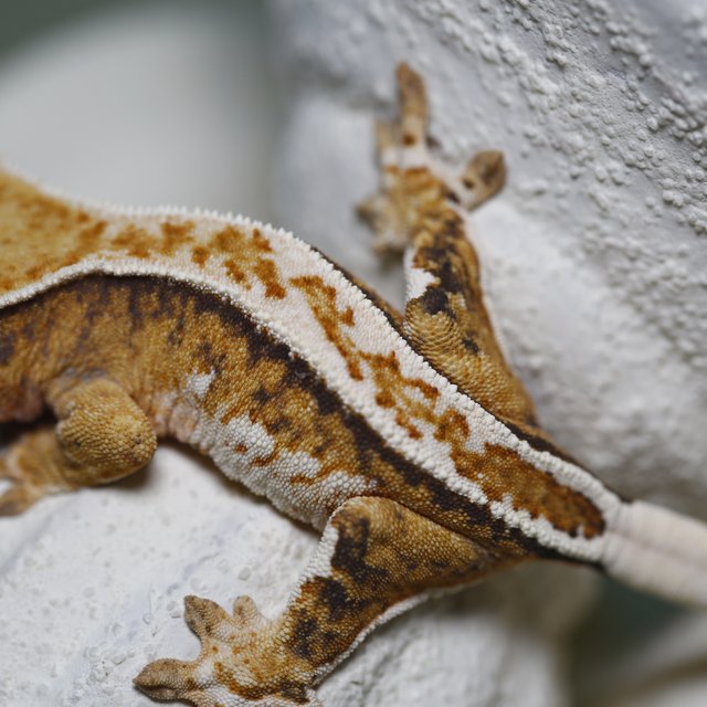 트라이 화이트크라운