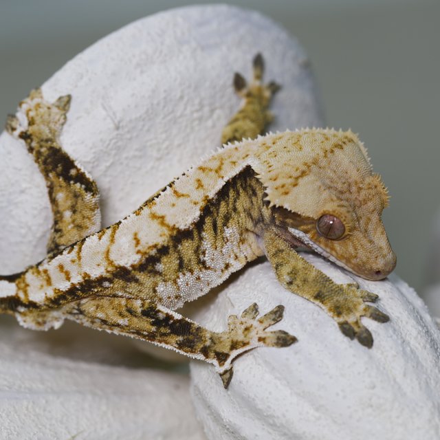 트라이 익스트림할리퀸