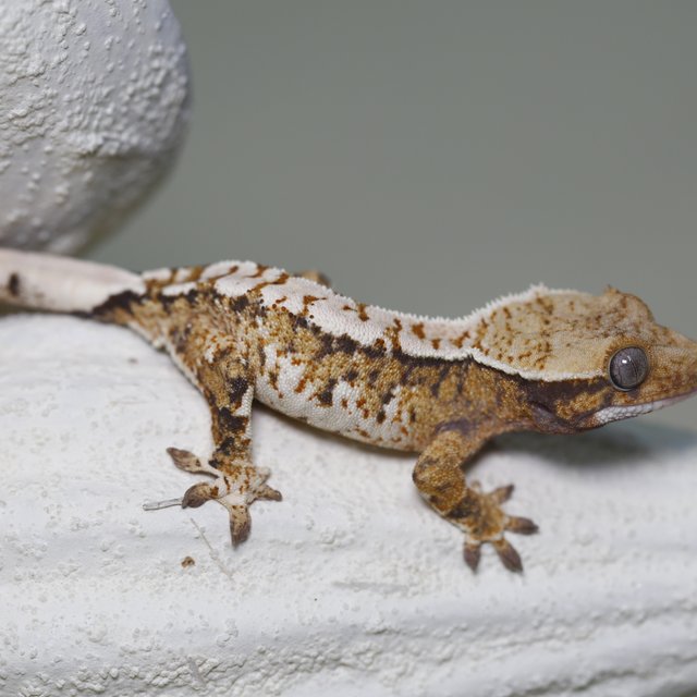 트라이 화이트크라운