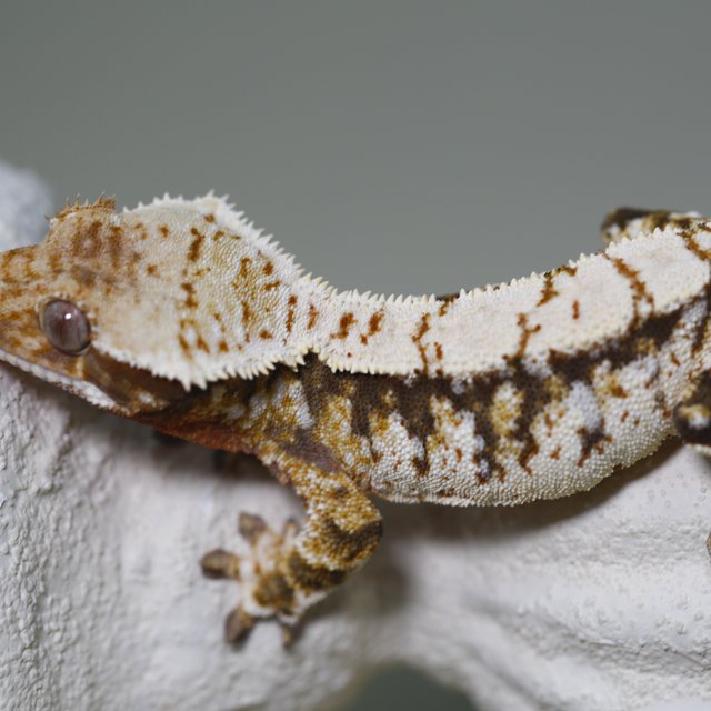 트라이 익스트림할리퀸 화이트크라운