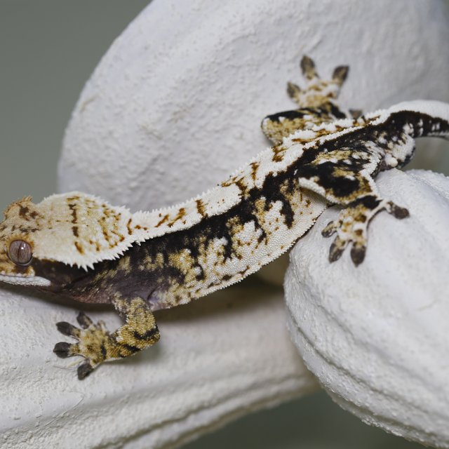 트라이 익스트림할리퀸 화이트핀