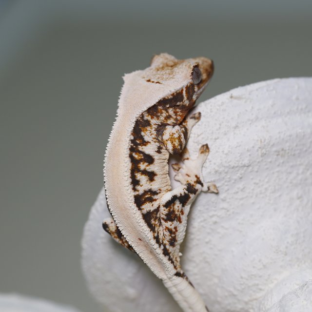 솔리드백 릴리화이트