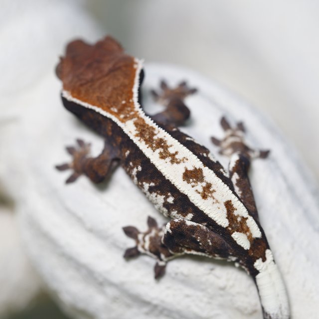 카푸치노 화이트크라운