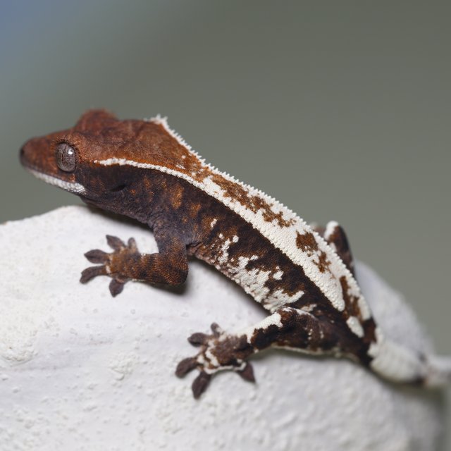 카푸치노 화이트크라운