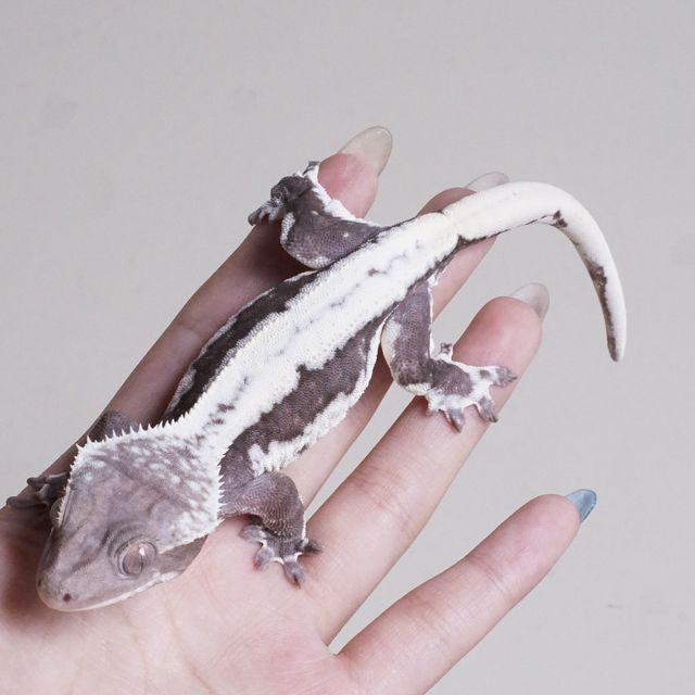 릴잔틱