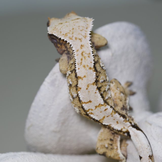 트라이 익스트림할리퀸