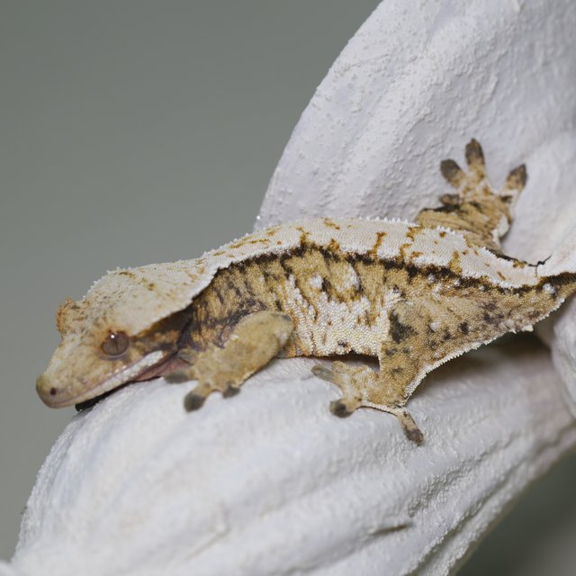 트라이 익스트림할리퀸