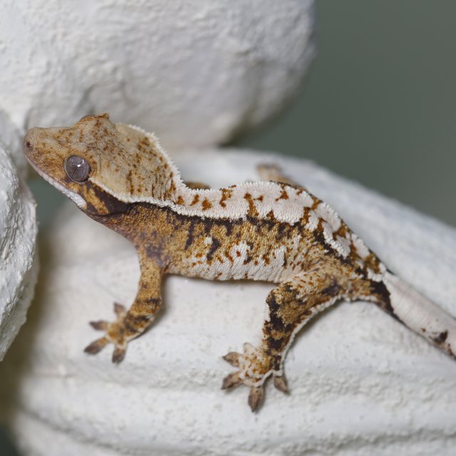 트라이 화이트크라운