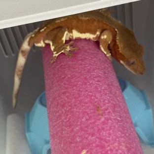 레드 릴리화이트