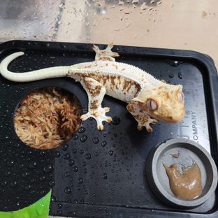 코코넛