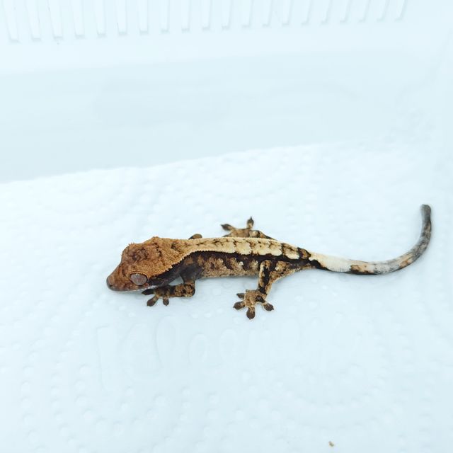 세이블