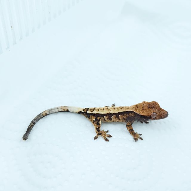 세이블