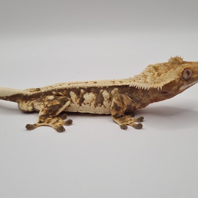 노멀 트라이 화이트핀 익스트림할리퀸