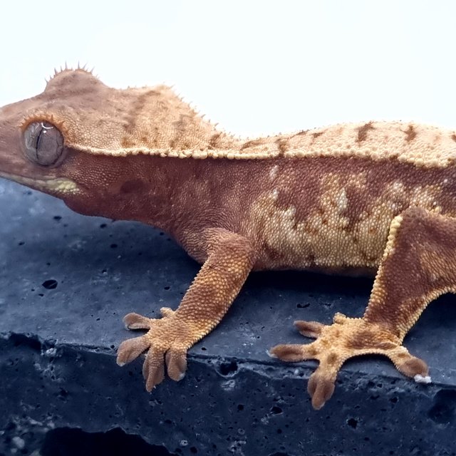 노멀 트라이 익스트림할리퀸 레드