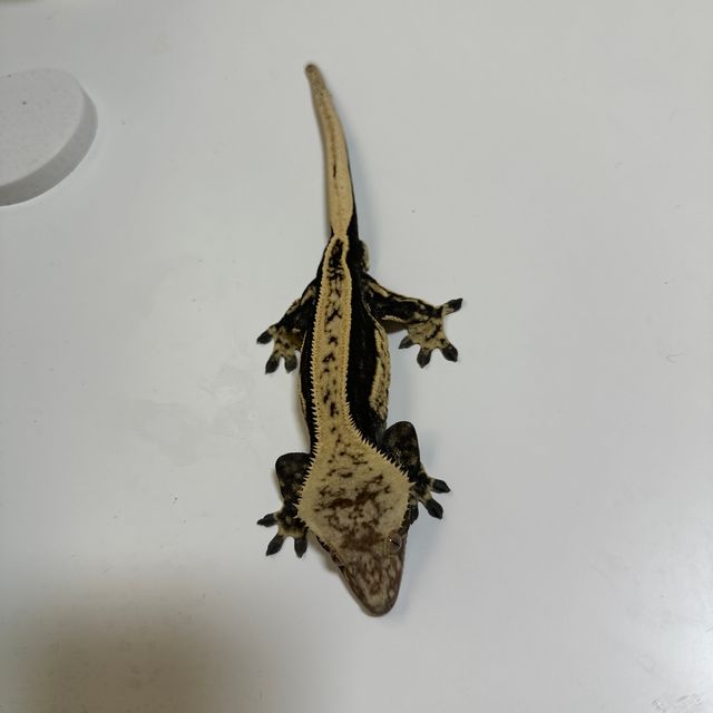 노멀 쿼드 다크