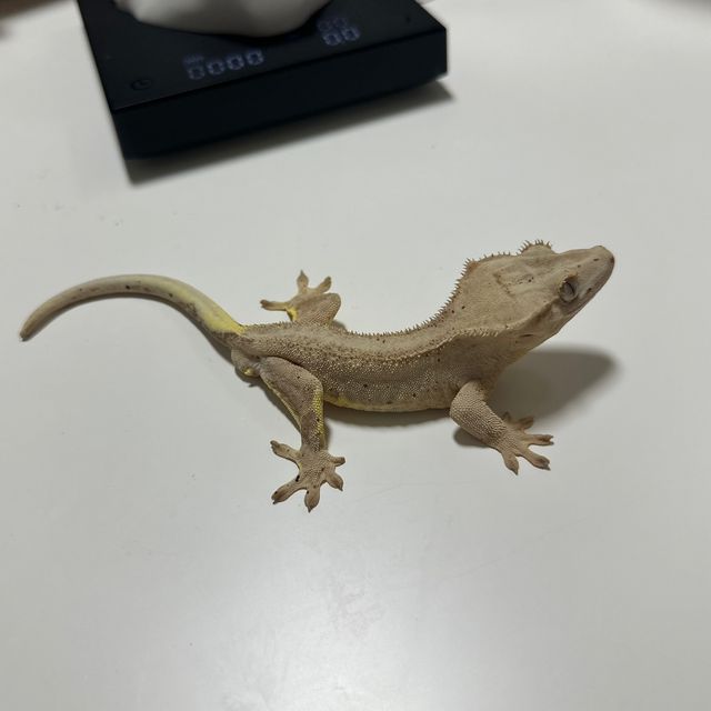 릴리화이트 팬텀 패턴리스