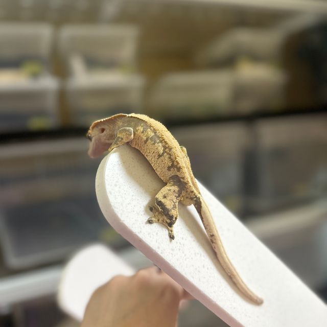익스트림할리퀸