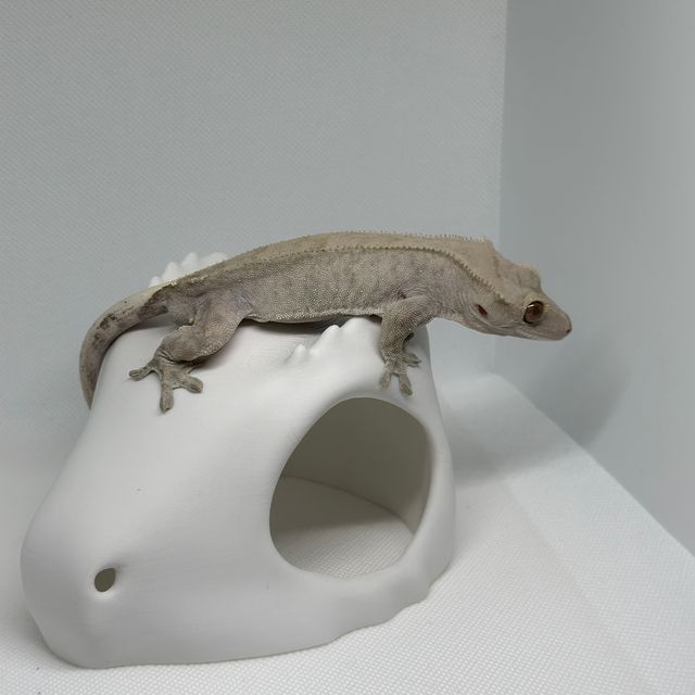 카푸치노 팬텀