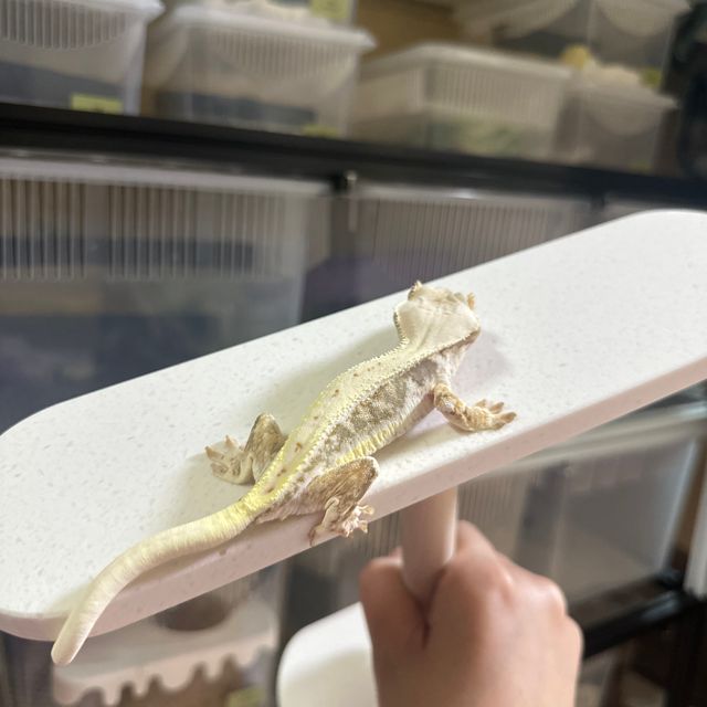 릴리화이트