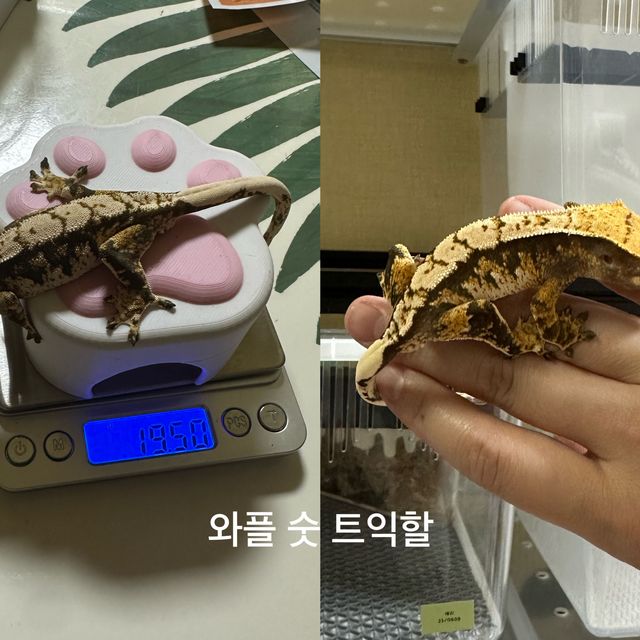 트라이 할리퀸