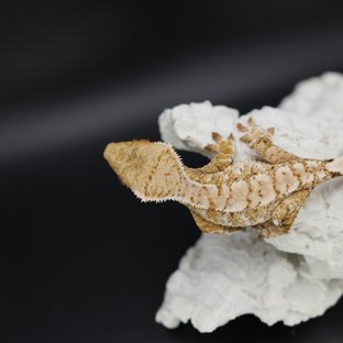 Tri Extreme Harlequin White Spot Drippy White Crown White Pin