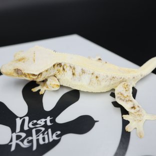 릴리화이트 드리피 솔리드백 화이트스팟 풀핀 화이트핀