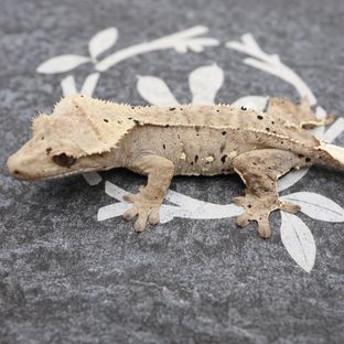 노멀 달마시안 슈퍼달마시안 레드 화이트