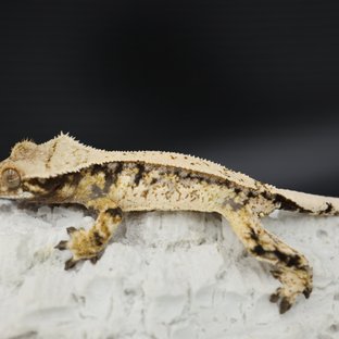 Tri Extreme Harlequin Quad Drippy White Spot White Crown