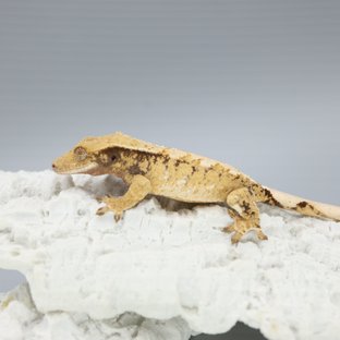 Tri Extreme Harlequin White Spot White Pin