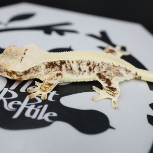 릴리화이트 솔리드백 드리피 화이트스팟 풀핀 화이트핀