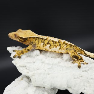 Tangerine Tri Extreme Harlequin White Spot White Crown