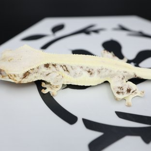 릴리화이트 솔리드백 드리피 화이트핀 화이트스팟 풀핀