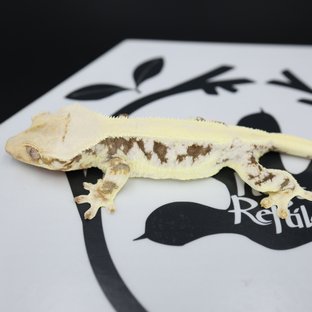 릴리화이트 드리피 솔리드백 화이트스팟 화이트핀 풀핀