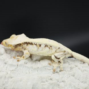 Drippy Solid Back Tri Lilly White