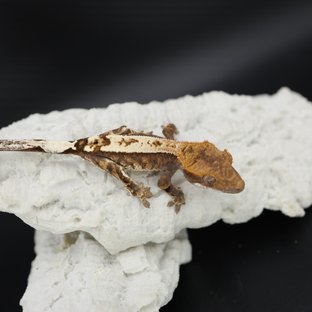Sable Tri White Pin White Spot